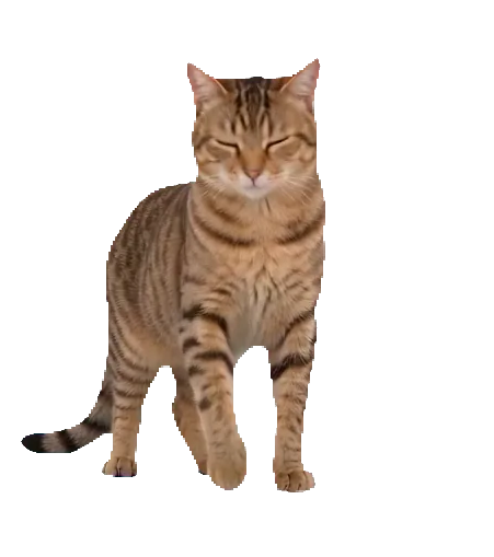 Animated desktop pet example showing a cat stretching